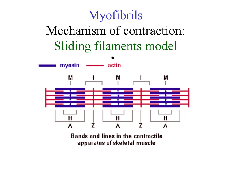 Myofibrils Mechanism of contraction: Sliding filaments model Myofibrils Mechanism of contraction: Sliding filaments model